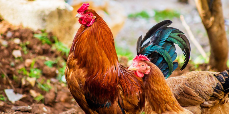 Wireless Temperature Monitoring for Chickens
