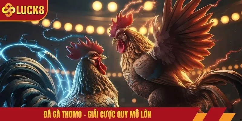 Đá gà Thomo - Giải cược quy mô lớn